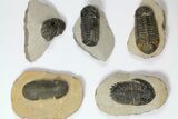 Lot: Assorted Devonian Trilobites - Pieces #119865-1